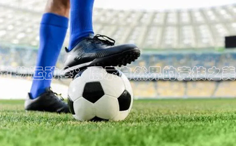 动物运动会：展示自然界的竞技之美